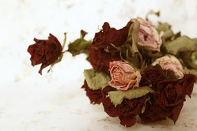 bouquet with dry roses on white