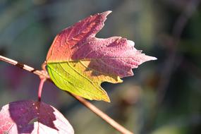 Fall Leaves Light