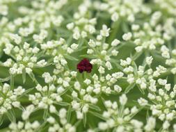 Screen Flower Cow Parsley