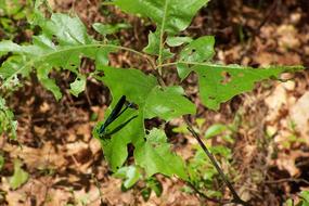 insect on green leaves plants in nature