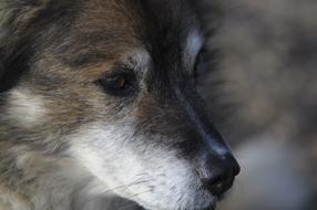 closeup view of Animal Wolf face