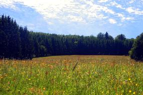 Spring Meadow Flower Wild
