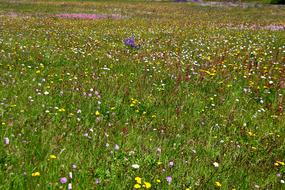 bright flowers in a green field in the grass