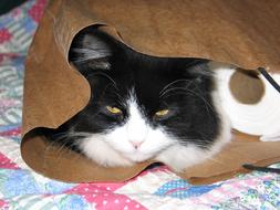 Cat hiding in paper Bag