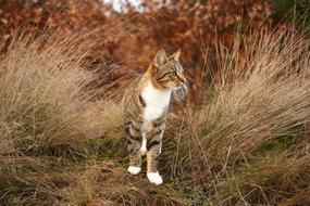Beautiful, cute, colorful and striped tiger cat among the colorful plants in autumn