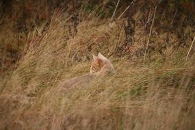 red Cat in dry grass