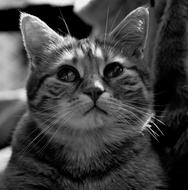 Cat Face Close Up black and white