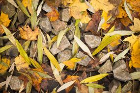 Leaves Foliage Stoves