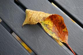 Leaf Leaves Autumn Fall