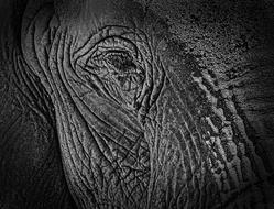 Black and white photo with the portrait of the cute and beautiful elephant