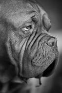 Black and white portrait of the beautiful and cute dog