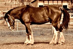 Shire Horse brown Big