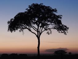 Tree Dusk