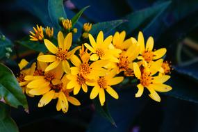 small yellow flowers in the garden