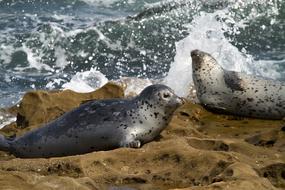 Robbe Seal on sand