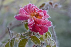 Rose Ice Winter