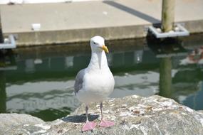 seagull sits on a stone on the coast