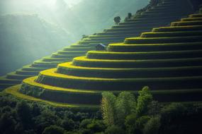 Rice Plantation Thailand