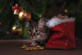 cat among the gifts under the new year tree