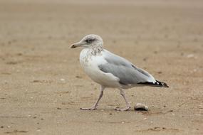 wild Seagull walking on Sand