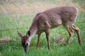 Deer Meadow