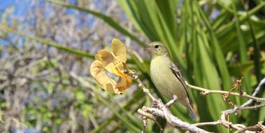 green bird on a branch on a sunny day