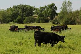 Farm Black cows