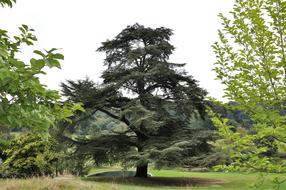 Tree Green Garden