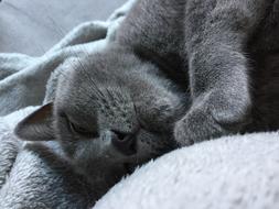 gray cat sleeps in monochrome