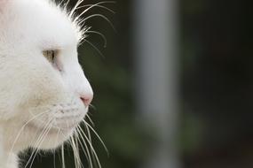 profile photo of White Cat Pet