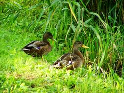 Mallards Mallard Ducks Water