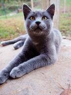 Beautiful, cute and fluffy, gray cat on the porch