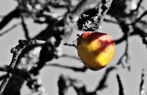 Apple Tree S