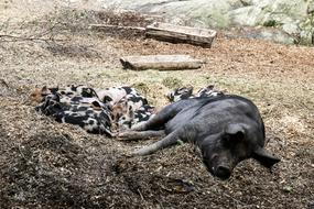 Pigs Animals