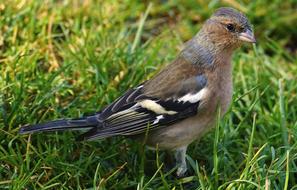 Chaffinch Bird Fink green grass