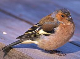 Close-up of the colorful, cute and beautiful chaffinch bird, on the wooden surface, in light