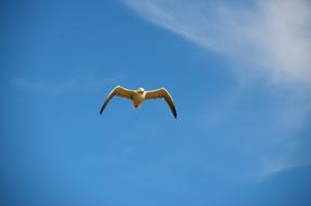 white Seagull with black tips of wings at Blue sky