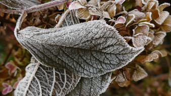 Hoarfrost Frost Leaf