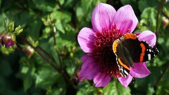 Dahlia Autumn Flower