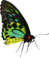 green, yellow and red butterfly, cut out