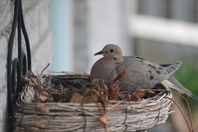 charmingly cute Pigeon Bird Nest