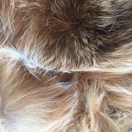 Fur Soft hair Cat