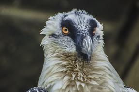 fluffy big bird