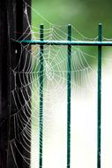 Cobweb Spider fence