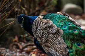 Peacock, Bird with Colorful plumage