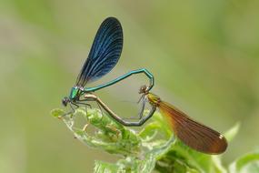 Dragonflies Bridesmaids