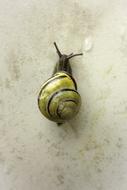 Snail Shell green wall