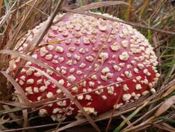 Toadstool Grass Fungus