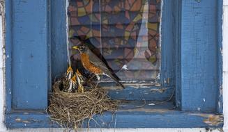 blackbird on nest with chicks at window