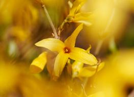 yellow flowers on the background